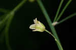 Garden asparagus